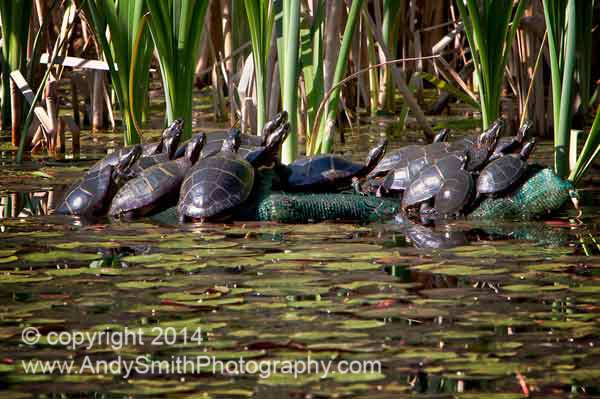 Eastern Painted Turtles Basking